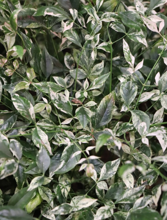 detail Nandina domácí 'Twilight' ®