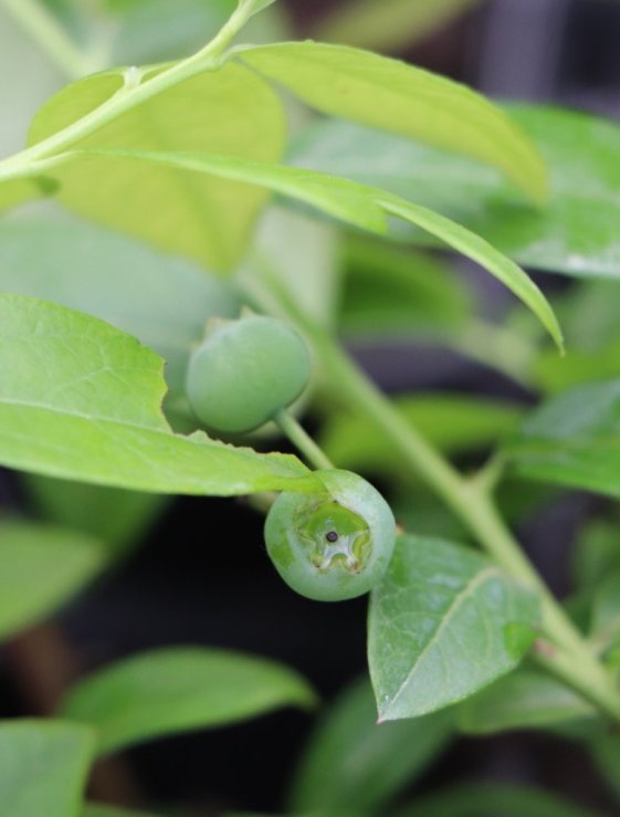 detail Kanadská borůvka 'Darrow' - středně raná