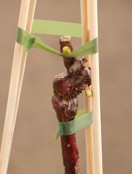 detail Vinná réva 'Attika'