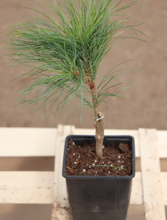 detail Borovice vejmutovka ´Niagara Falls´