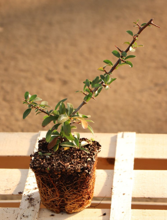 detail Hlohyně šarlatová 'Saphyr® Orange'