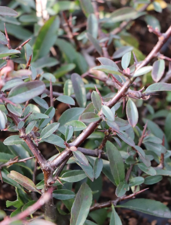 detail Hlohyně 'Orange Glow'