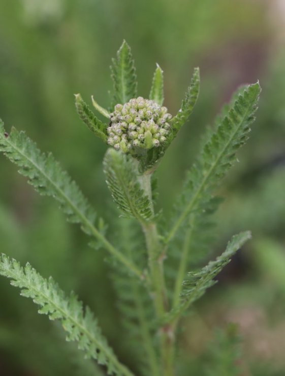 detail Řebříček 'Safran'