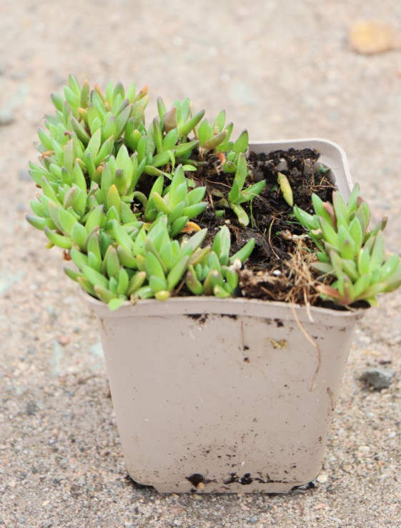 detail Kosmatec 'Lesotho'