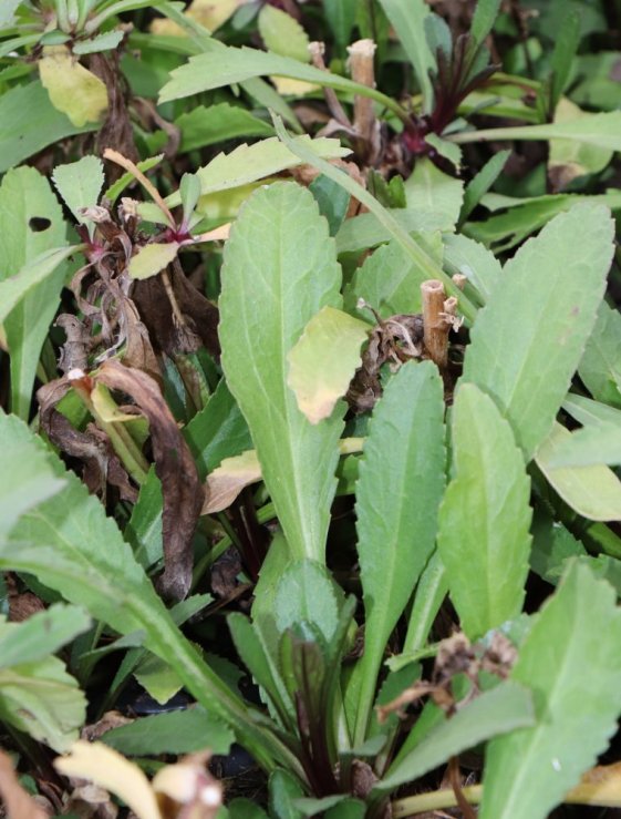 detail Kopretina největší 'Becky'