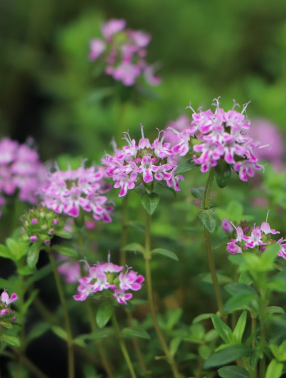 detail Tymián kmínový 'Barona'