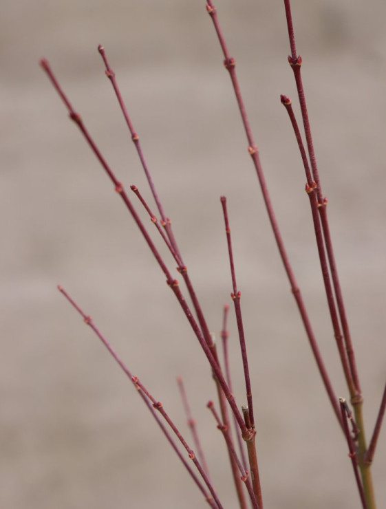 detail Javor dlanitolistý 'Aureus'