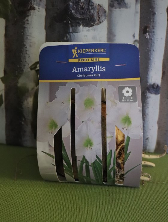 detail Amarylis - vánoční dárek