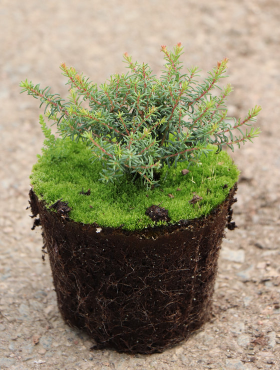 detail Vřesovec darlejský 'Pink Harmony'