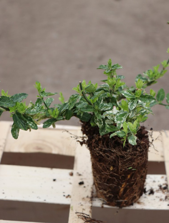 detail Brslen Fortuneův ´Harlequein´