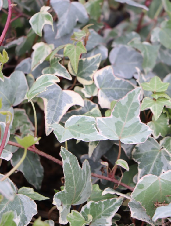 detail Břečťan popínavý ´Glacier´