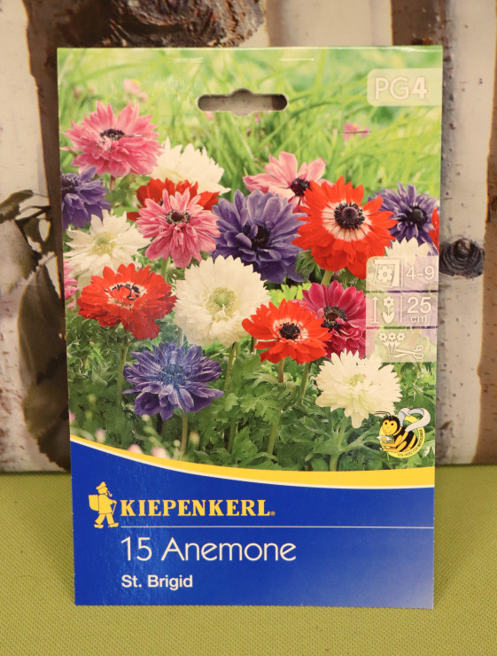 detail Sasanka 'St. Brigid'