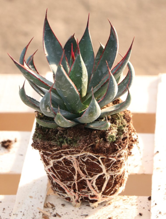 detail Mangave ´Praying Hands´