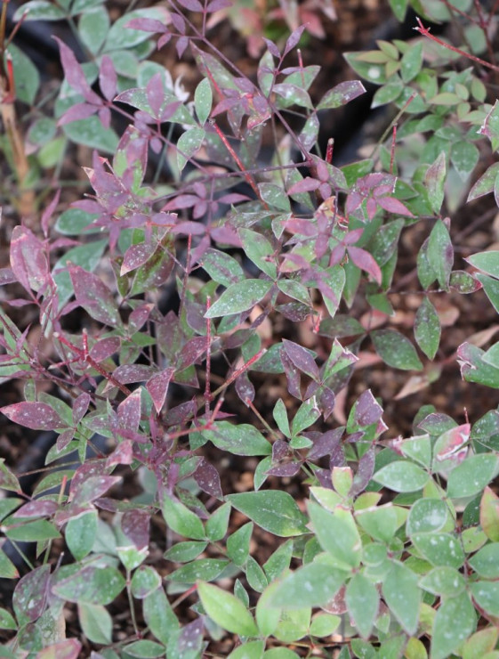 detail Nandina domácí 'Summer Sunset´®