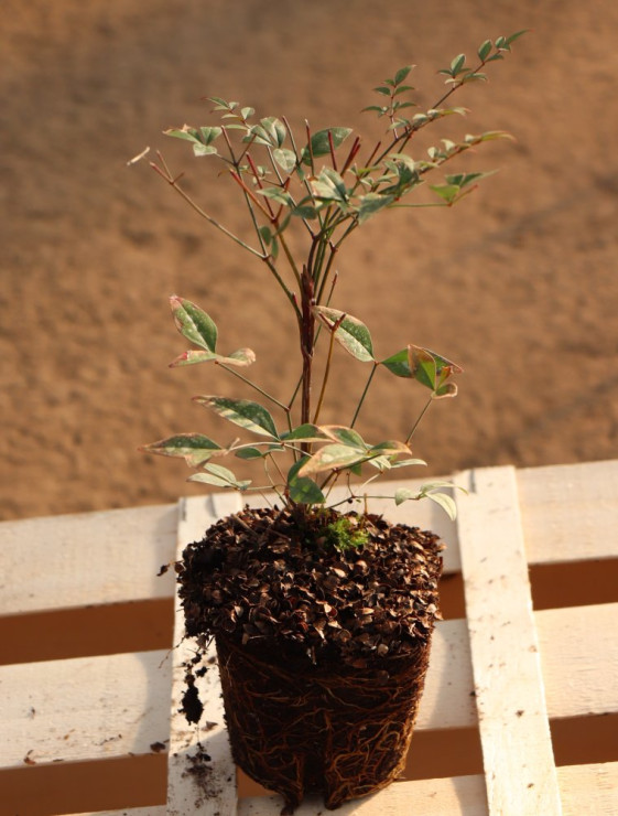 detail Nandina domácí 'Summer Sunset´®