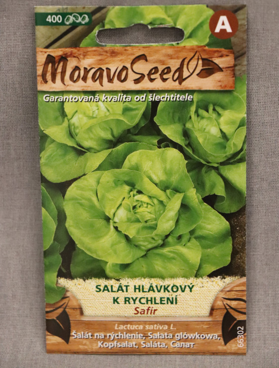 detail Salát hlávkový k rychlení SAFÍR