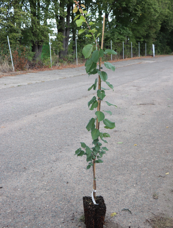 detail Meruňka 'BHART'