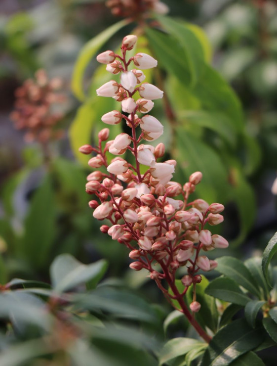 detail Pieris japonský 'Bonfire'