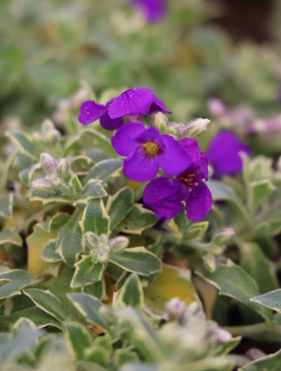 detail Tařička 'Silberrand'