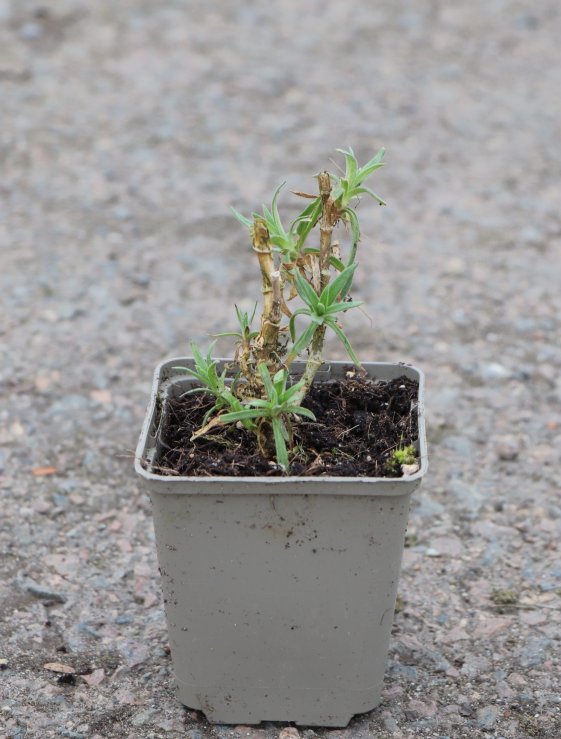 detail Šater latnatý ´Festival White´