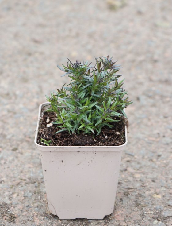 detail Plamenka 'Purple Beauty'