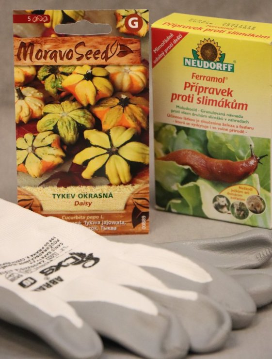 detail Tykev okrasná DAISY