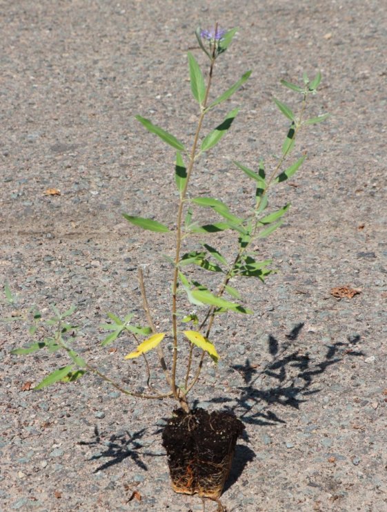 detail Ořechokřídlec clandonský 'Heavenly Blue'