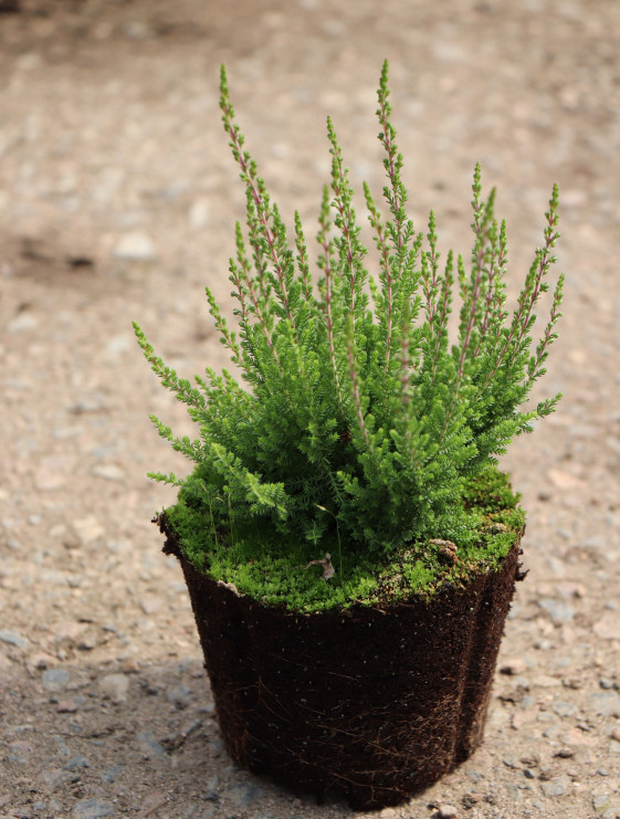 detail Vřes obecný 'Patricia'