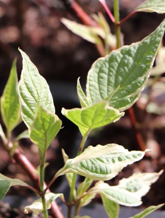 detail Svída bílá ´Miracle´®