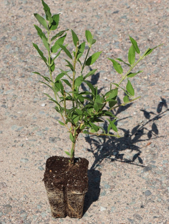 detail Trojpuk štíhlý