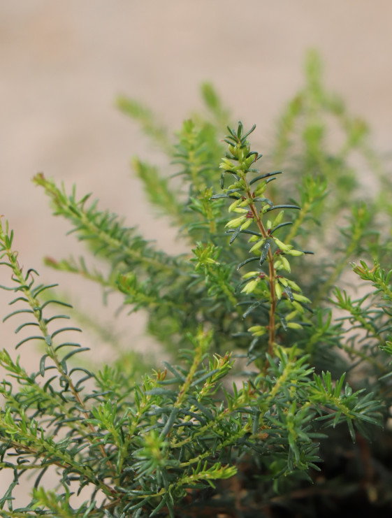 detail Vřesovec pleťový 'Memory'