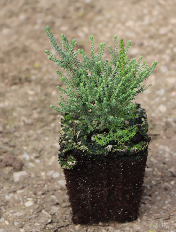 detail Vřesovec čtyřřadý 'Alba Praecox'