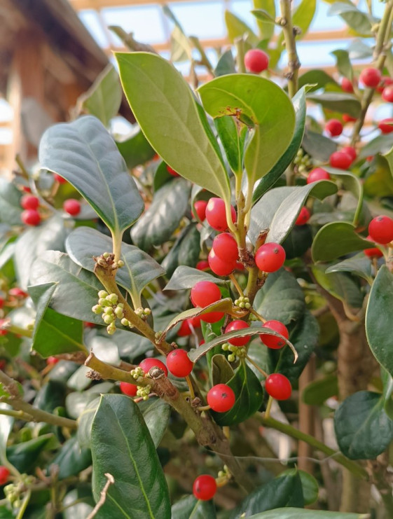detail Cesmína 'Nellie R. Stevens'