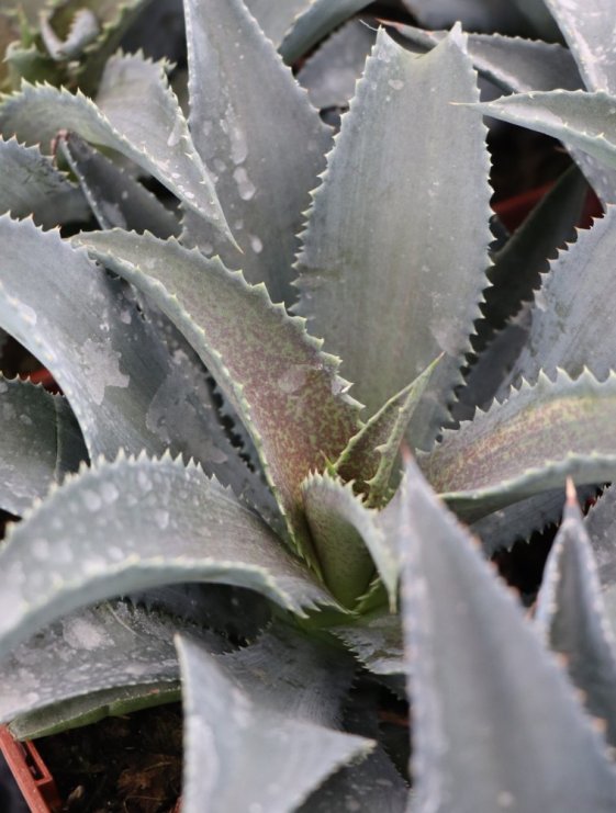 detail Mangave ´Silver Fox´