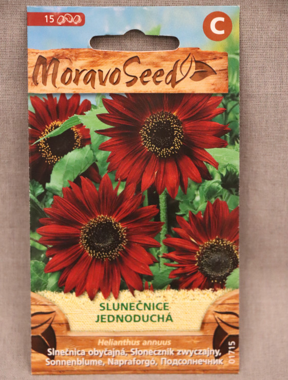 detail Slunečnice jednoduchá červená