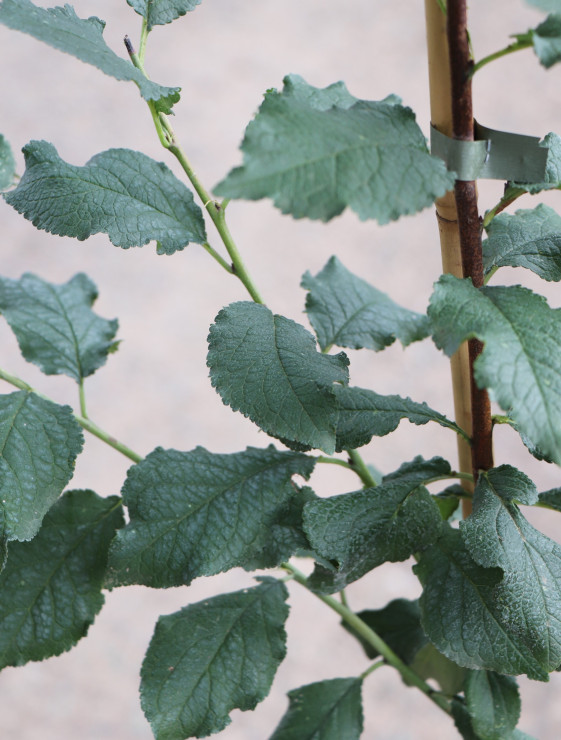 detail Švestka 'Kamir'