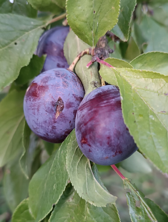 detail Švestka 'Kulinaria'