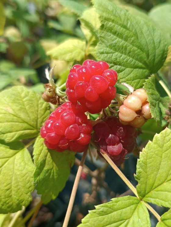 detail Maliník 'Glen Ample'– jednouplodící, beztrnný