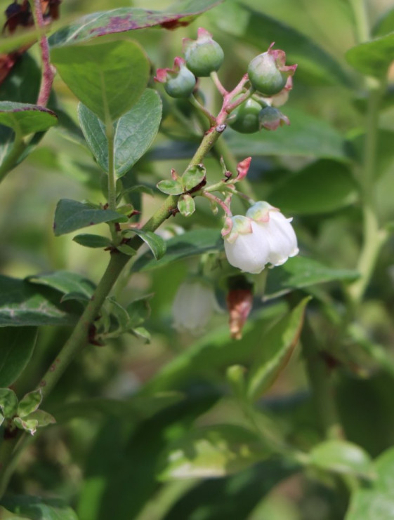 detail Kanadská borůvka 'Brigitta' - pozdní