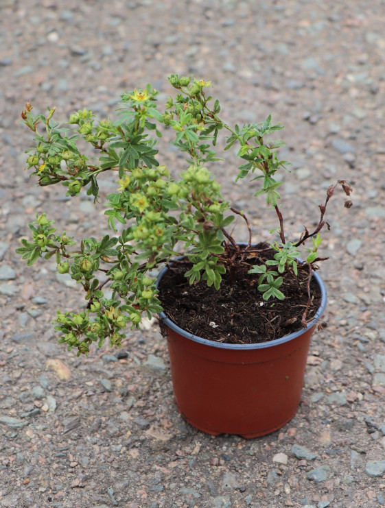 detail Mochna křovitá 'Oleška'