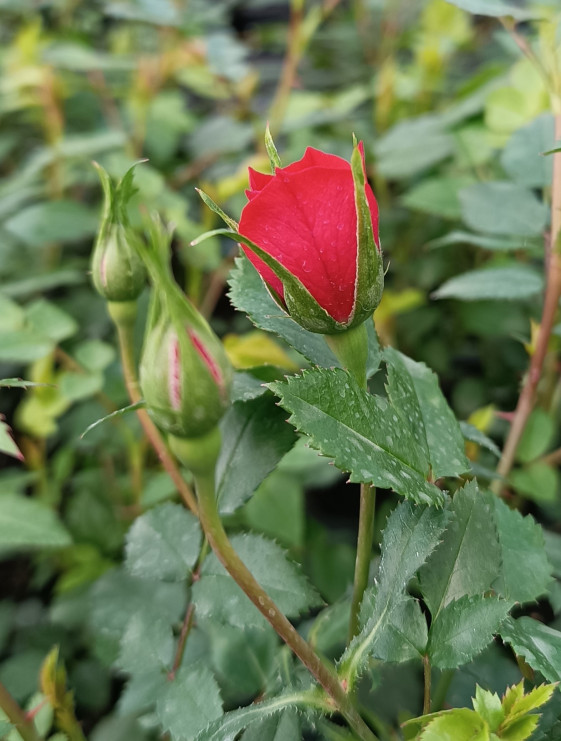 detail Růže zahradní 'Limesglut'