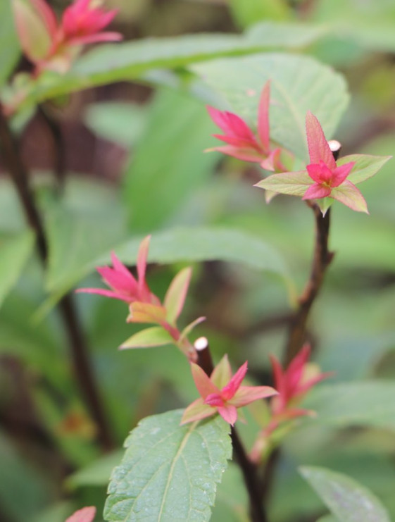 detail Tavolník japonský 'Froebelii'