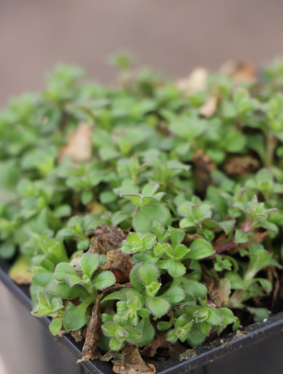 detail Šater rožcový