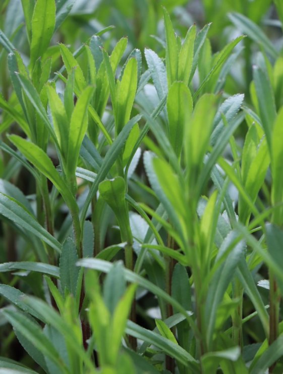 detail Kopretina největší 'Becky'