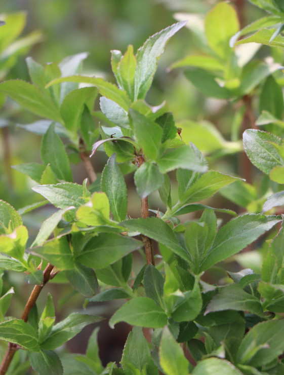 detail Vajgélie květnatá 'Minuet´