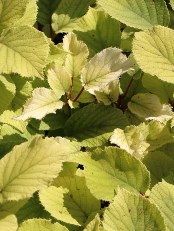 detail Aktinidie lahodná 'Atlas'