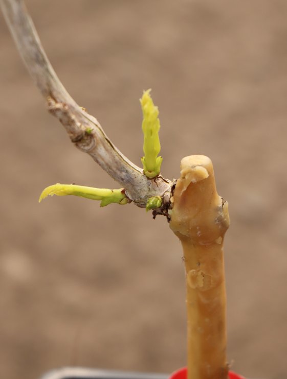 detail Křivouš/trubač kořenující ´Flava´