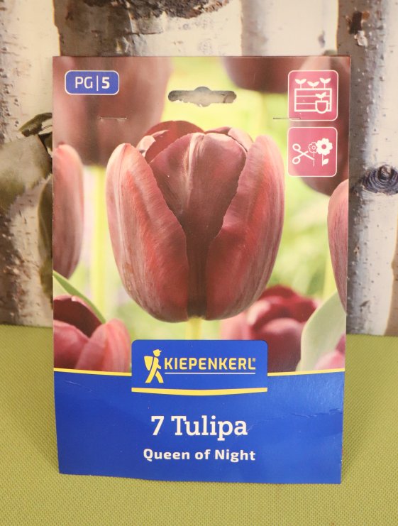 detail Jednoduchý Tulipán - královna noci