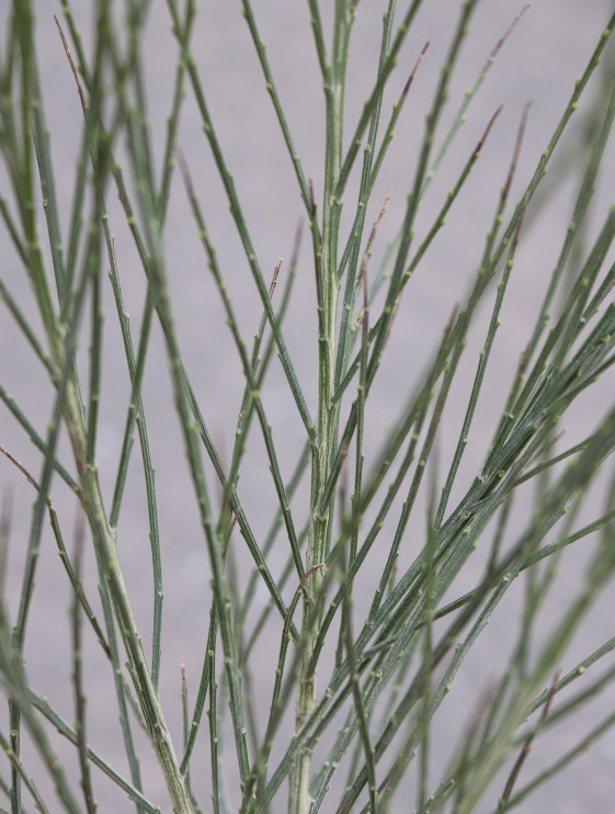 detail Čilimník 'BOSKOOP RUBY´