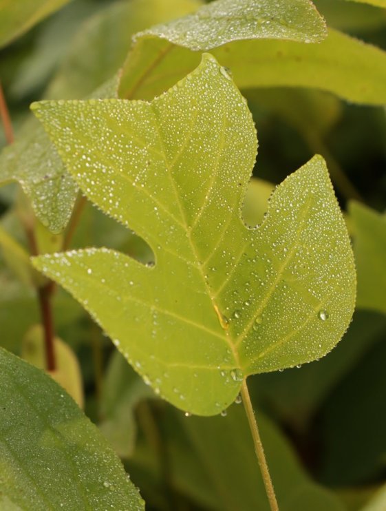 detail Liliovník tulipánokvětý
